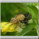 Xysticus cf cristatus - Krabbenspinne 04.jpg